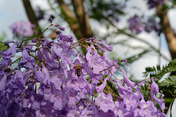 A bee sucking nectar from a Jacaranda flower (Megacampsomeris grossa matsumurai)