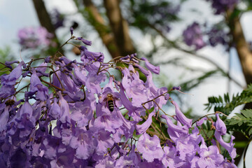 A bee sucking nectar from a Jacaranda flower (Megacampsomeris grossa matsumurai)