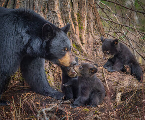 Mama bear and her three cubs in Alaska © Gregory