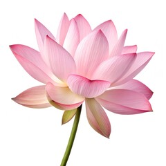 The Beautiful Lotus Flower A Symbol of Purity and Enlightenment