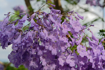 A bee sucking nectar from a Jacaranda flower (Megacampsomeris grossa matsumurai)