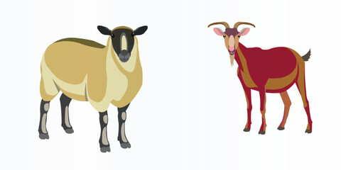 vector of sheep and goat