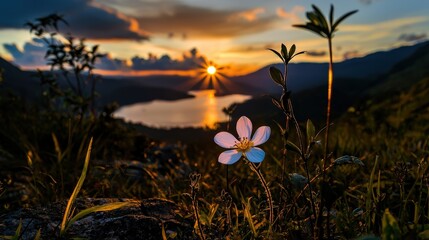 Sunset over a serene lake nature scene captured in lush landscape tranquil environment close-up view