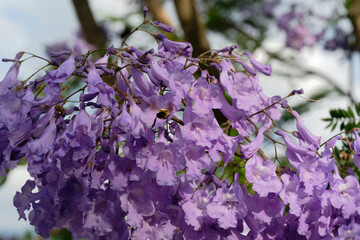 A bee sucking nectar from a Jacaranda flower (Megacampsomeris grossa matsumurai)