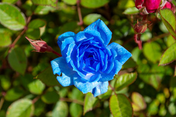 Rosa azul