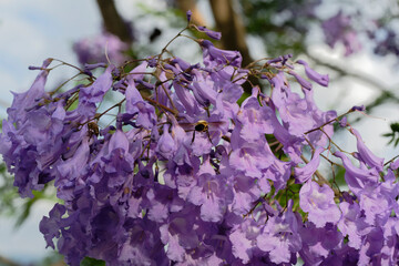 A bee sucking nectar from a Jacaranda flower (Megacampsomeris grossa matsumurai)