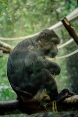 Macaco