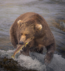 Brown bear catching salmon at Brooks Falls in Katmai National Park in Alaska