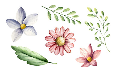 Spring flowers and branches with leaves set Watercolor gerbera, chamomile, echinacea. Hand drawn wildflower art isolated on background, transparent png. Botanical, easter and wedding illustration