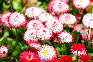 A bunch of red and white flowers with yellow centers © schankz