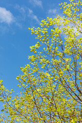 Fototapeta premium A tree with green leaves is in front of a blue sky