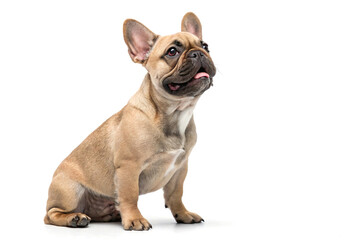 Cute French Bulldog Puppy Sitting on White Background