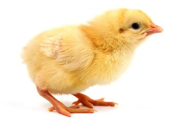 Obraz premium Fluffy Chick's Portrait: A charming portrait of a single, fluffy chick. The little creature stands, portraying innocence, purity, and the wonder of new life.