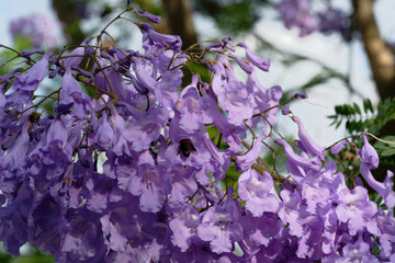 A bee sucking nectar from a Jacaranda flower (Megacampsomeris grossa matsumurai)