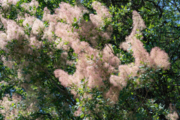 European smoketree, or Rhus cotinus (Cotinus coggygria) in bloom is an ornamental park plant, popular due to its unique flowering resembling clouds or clouds of smoke on the branches, close-up.