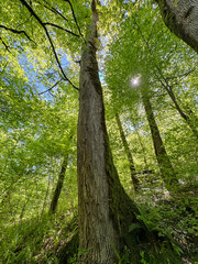 A tall tree with moss growing on it is in a forest