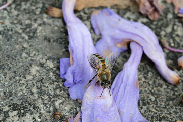 A honeybee sucking nectar from a Jacaranda flower