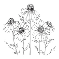 Echinacea flower hand drawn botanical line art illustration