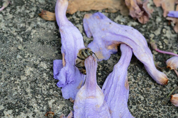 A honeybee sucking nectar from a Jacaranda flower