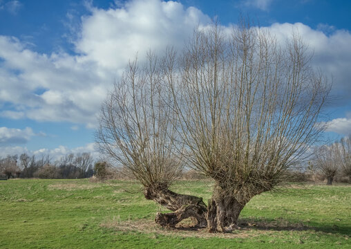 Natural Landscape in Himmelgeister Rheinbogen Nature Reserve als