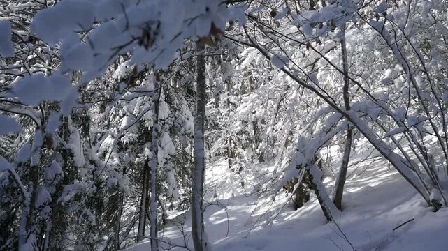 Winter Wonderland in Goc Serbia Showcasing Snow-Covered Trails and Scenic Nature Walks