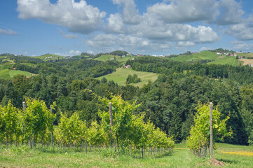 Vineyard Landscape in Styria close to Leutschach and slovenian border called styrian Tuscany,Styria,Austria