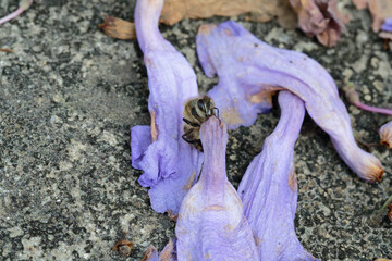 A honeybee sucking nectar from a Jacaranda flower