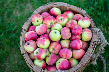 Juicy ripe delicious apples in a basket. Fruit. Harvest.