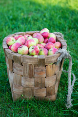 Juicy ripe delicious apples in a basket. Fruit. Harvest.