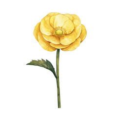 Naklejka premium Vibrant Yellow Flower with Green Leaves on a White Background