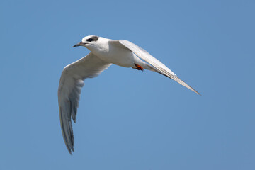 Tern in flight