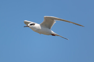 Tern in flight