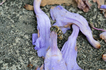 A honeybee sucking nectar from a Jacaranda flower