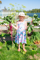 The girl is holding a huge beetroot in her hands. Large beets grew in the autumn in the garden. Autumn. Harvesting. Vegetables.