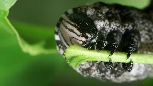 African death's-head hawkmoth Caterpillar eating 2x slowmotion close-up