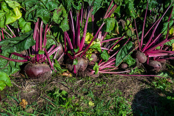 A large beet has grown in the garden. Autumn. Harvesting. Vegetables. 