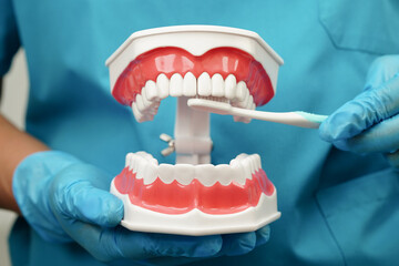 Asian dentist cleaning teeth of dental model with tooth brush for patient and studying about dentistry.