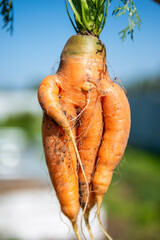 Large carrots grew in the garden. Carrots of unusual shape. Autumn. Harvesting. Vegetables.