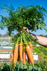 Large carrots grew in the garden. Carrots of unusual shape. Autumn. Harvesting. Vegetables.
