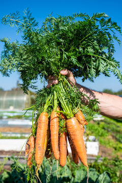 Naklejki Large carrots grew in the garden. Carrots of unusual shape. Autumn. Harvesting. Vegetables.