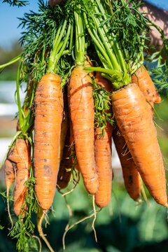 Naklejki Large carrots grew in the garden. Carrots of unusual shape. Autumn. Harvesting. Vegetables.