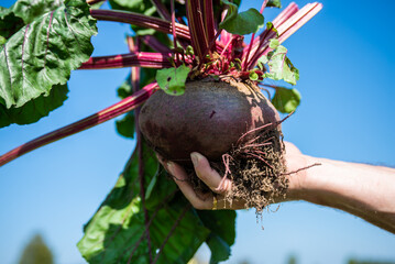 A large beet has grown in the garden. A huge beetroot in a man's hand. Autumn. Harvesting. Vegetables.