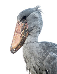 Shoebill Close-up