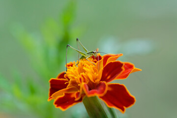 Phaneroptera falcata larvae on marigold