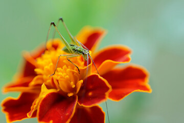 Phaneroptera falcata larvae on marigold
