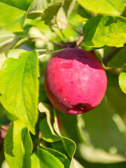 Mouth-watering ripe varietal apples ripened on the garden plot. Apples on the apple tree. Fruit.