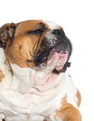 Fototapeta premium Adorable Bulldog Portrait
