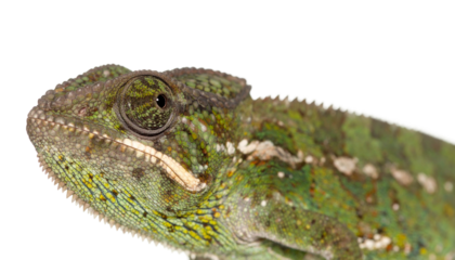 Close-up of a Chameleon