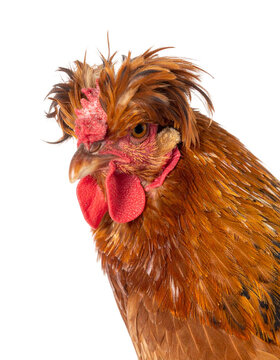 Rooster with Crazy Hair