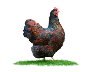 Huhn 5